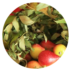 going-additive-free-icon1