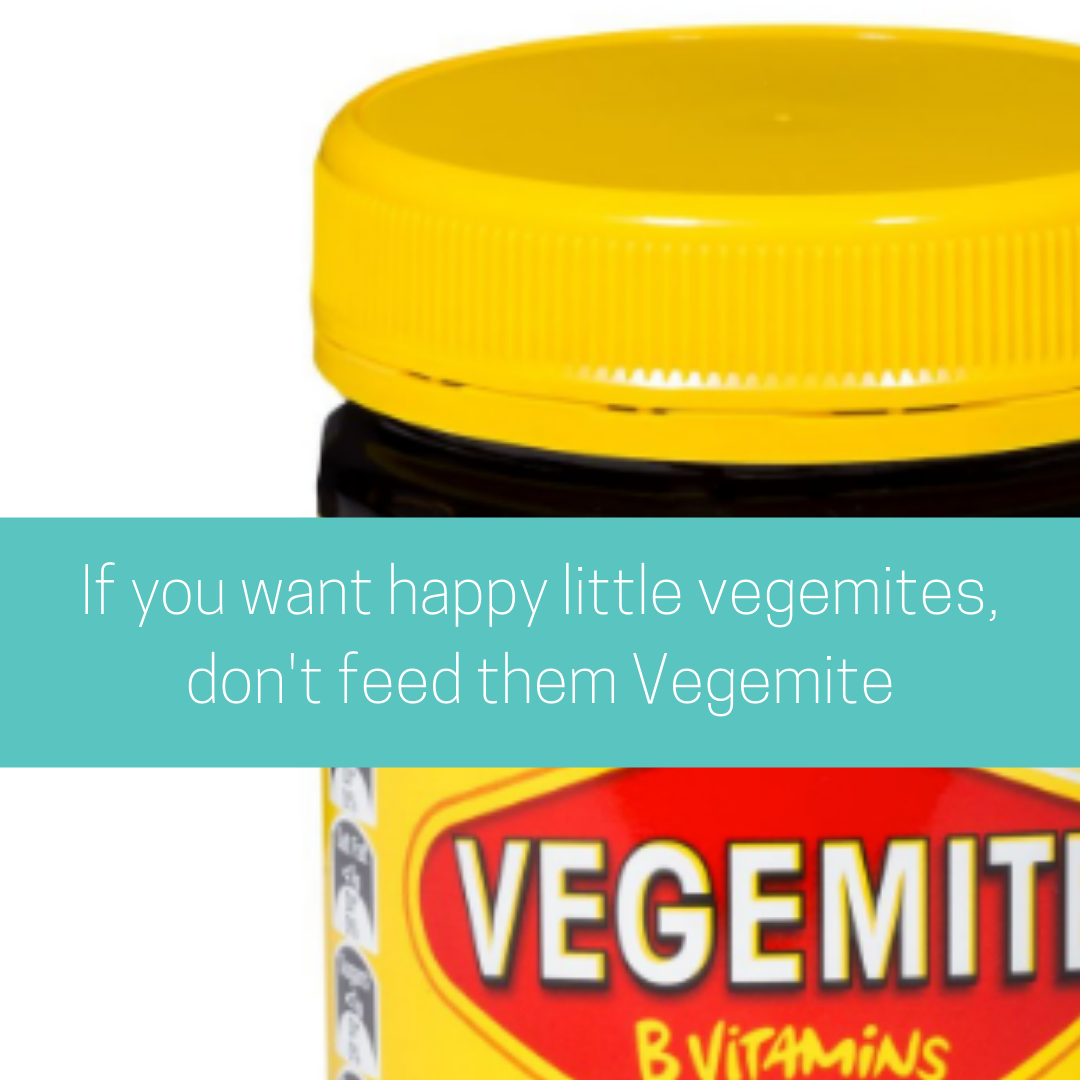 Vegemite - What Does Vegemite Taste Like? » Joyful Dumplings