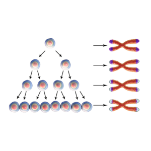 Additive laden food linked to advanced ageing by shortening telomeres.